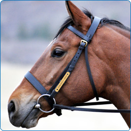 Equine Bridle Plates