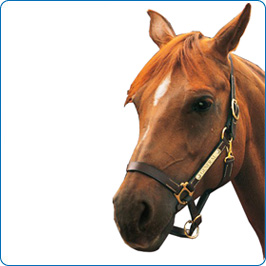 Equine Halter Plates